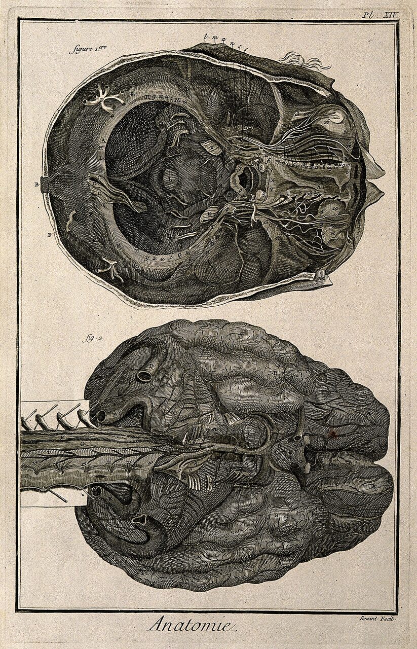 Grabado anatómico del cerebro humano